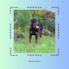 Images de profil de Priska - Blooming Pets - Petsitting et garde d'animaux à domicile