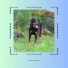 Images de profil de Priska - Blooming Pets - Petsitting et garde d'animaux à domicile