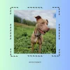 Images de profil de Priska - Blooming Pets - Petsitting et garde d'animaux à domicile