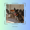 Images de profil de Priska - Blooming Pets - Petsitting et garde d'animaux à domicile