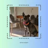 Images de profil de Priska - Blooming Pets - Petsitting et garde d'animaux à domicile