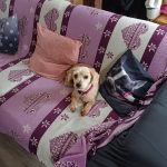 Carly Mon Chien  Bichon Maltais Femelle - Garde d'animaux à domicile