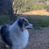 Images de profil de Sabine - Blooming Pets - Petsitting et garde d'animaux à domicile