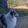 Images de profil de Sabine - Blooming Pets - Petsitting et garde d'animaux à domicile