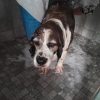 Images de profil de Adèle - Blooming Pets - Petsitting et garde d'animaux à domicile