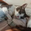 Images de profil de Adèle - Blooming Pets - Petsitting et garde d'animaux à domicile
