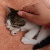 Images de profil de Adèle - Blooming Pets - Petsitting et garde d'animaux à domicile