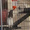 Images de profil de Adèle - Blooming Pets - Petsitting et garde d'animaux à domicile