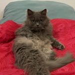 Arwen Mon Chat  Européen Femelle - Garde d'animaux à domicile