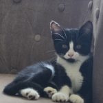 Mérida Mon Chat  Européen Femelle - Garde d'animaux à domicile