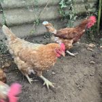 Kimberley Ma Poule  Rousse Femelle - Garde d'animaux à domicile