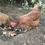 Priscilla Ma Poule  Rousse Femelle - Garde d'animaux à domicile