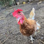 Kevina Ma Poule  Rousse Femelle - Garde d'animaux à domicile
