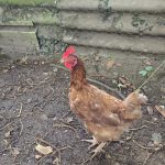 Paris Ma Poule  Rousse Femelle - Garde d'animaux à domicile