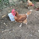 Brenda Ma Poule  Rousse Femelle - Garde d'animaux à domicile