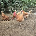 Britney Ma Poule  Rousse Femelle - Garde d'animaux à domicile