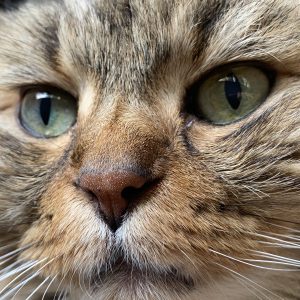Images de profil de Salomé - Blooming Pets - Petsitting et garde d'animaux à domicile