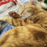 Fripouille Mon Chat  Européen Mâle stérilisé - Garde d'animaux à domicile