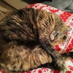 Princesse Mon Chat  Européen Femelle - Garde d'animaux à domicile