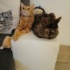 Images de profil de Samantha - Blooming Pets - Petsitting et garde d'animaux à domicile