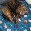 Images de profil de Samantha - Blooming Pets - Petsitting et garde d'animaux à domicile