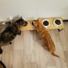 Images de profil de Samantha - Blooming Pets - Petsitting et garde d'animaux à domicile