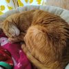 Images de profil de Samantha - Blooming Pets - Petsitting et garde d'animaux à domicile