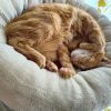 Images de profil de Samantha - Blooming Pets - Petsitting et garde d'animaux à domicile