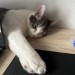 Shady Mon Chat  European Shorthair Mâle stérilisé - Garde d'animaux à domicile