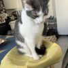 Images de profil de Samia - Blooming Pets - Petsitting et garde d'animaux à domicile