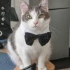 Images de profil de Samia - Blooming Pets - Petsitting et garde d'animaux à domicile