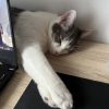 Images de profil de Samia - Blooming Pets - Petsitting et garde d'animaux à domicile