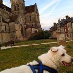Bella Mon Chien  Labrador Retriever Femelle stérilisée - Garde d'animaux à domicile