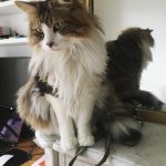 Simba Mon Chat  Norvégien Mâle stérilisé - Garde d'animaux à domicile
