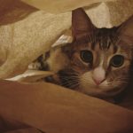 Milou Mon Chat  Européen Mâle stérilisé - Garde d'animaux à domicile