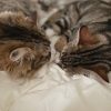 Images de profil de Sandra - Blooming Pets - Petsitting et garde d'animaux à domicile