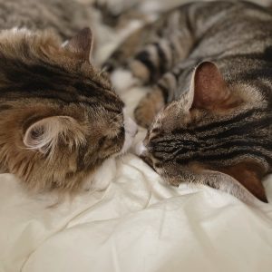 Images de profil de Sandra - Blooming Pets - Petsitting et garde d'animaux à domicile