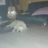 Images de profil de Sandrine - Blooming Pets - Petsitting et garde d'animaux à domicile