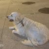 Images de profil de Sandrine - Blooming Pets - Petsitting et garde d'animaux à domicile