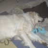 Images de profil de Sandrine - Blooming Pets - Petsitting et garde d'animaux à domicile