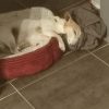 Images de profil de Sandrine - Blooming Pets - Petsitting et garde d'animaux à domicile