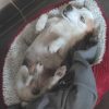 Images de profil de Sandrine - Blooming Pets - Petsitting et garde d'animaux à domicile