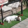 Images de profil de Sandrine - Blooming Pets - Petsitting et garde d'animaux à domicile
