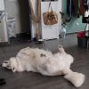 Images de profil de Sandrine - Blooming Pets - Petsitting et garde d'animaux à domicile