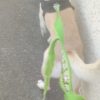 Images de profil de Sandrine - Blooming Pets - Petsitting et garde d'animaux à domicile