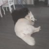 Images de profil de Sandrine - Blooming Pets - Petsitting et garde d'animaux à domicile