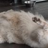 Images de profil de Sandrine - Blooming Pets - Petsitting et garde d'animaux à domicile