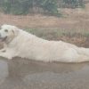 Images de profil de Sandrine - Blooming Pets - Petsitting et garde d'animaux à domicile
