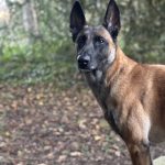 Zihra Mon Chien  Berger Belge Malinois Femelle - Garde d'animaux à domicile