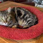 Sora Mon Chat  Européen Mâle - Garde d'animaux à domicile